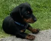 Dachshund (Smooth Haired)