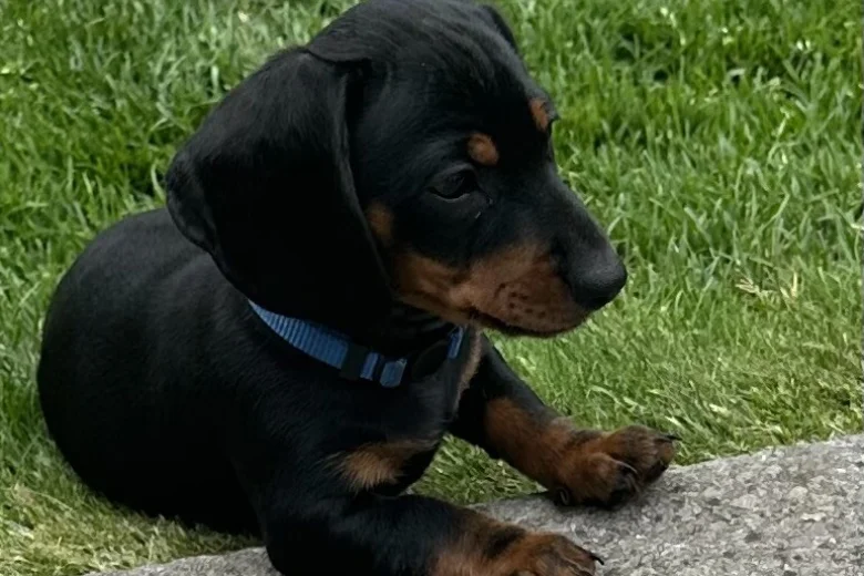 Dachshund (Smooth Haired)