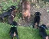 Dachshund (Smooth Haired)