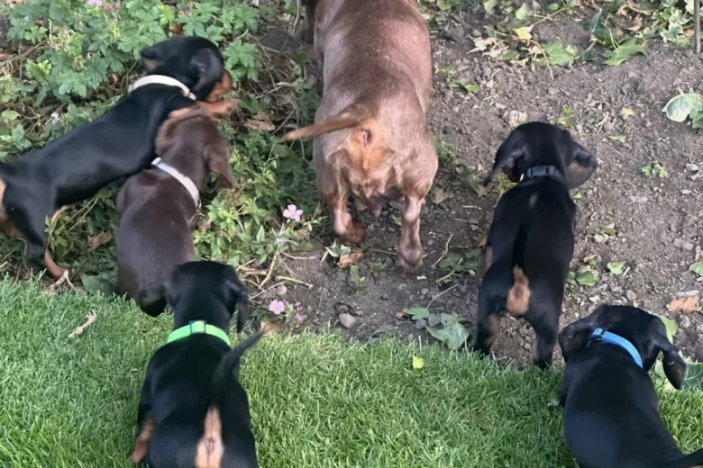 Dachshund (Smooth Haired)
