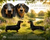 Dachshund (Smooth Haired)