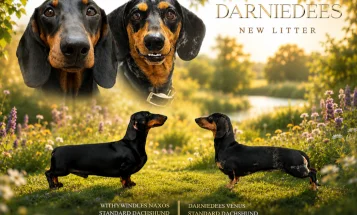 Dachshund (Smooth Haired)