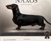 Dachshund (Smooth Haired)