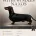 Dachshund (Smooth Haired)