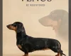Dachshund (Smooth Haired)
