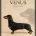 Dachshund (Smooth Haired)