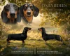 Dachshund (Smooth Haired)