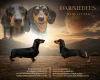 Dachshund (Smooth Haired)