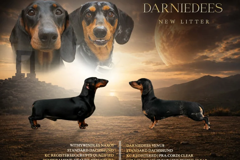 Dachshund (Smooth Haired)