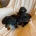 Dachshund (Miniature Smooth Haired)