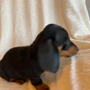 Dachshund (Miniature Smooth Haired)