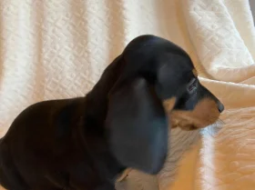 Dachshund (Miniature Smooth Haired)