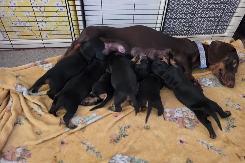 Dachshund (Smooth Haired)