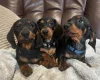 Dachshund (Smooth Haired)