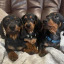Dachshund (Smooth Haired)