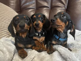 Dachshund (Smooth Haired)