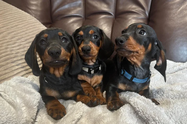 Dachshund (Smooth Haired)
