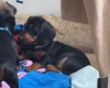 Dachshund (Smooth Haired)