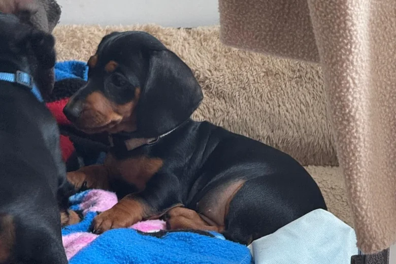 Dachshund (Smooth Haired)