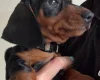 Dachshund (Smooth Haired)