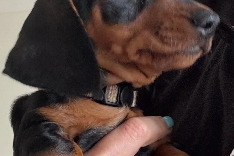 Dachshund (Smooth Haired)
