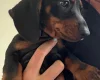 Dachshund (Smooth Haired)