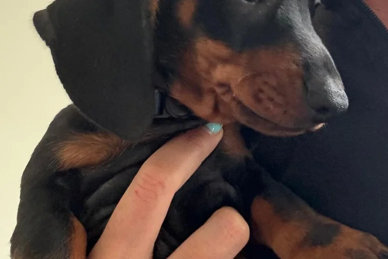 Dachshund (Smooth Haired)