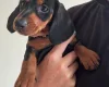 Dachshund (Smooth Haired)