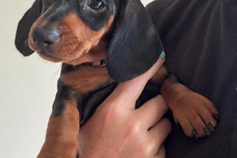 Dachshund (Smooth Haired)