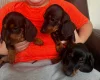 Dachshund (Smooth Haired)