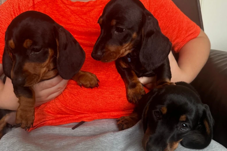 Dachshund (Smooth Haired)