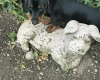 Dachshund (Smooth Haired)
