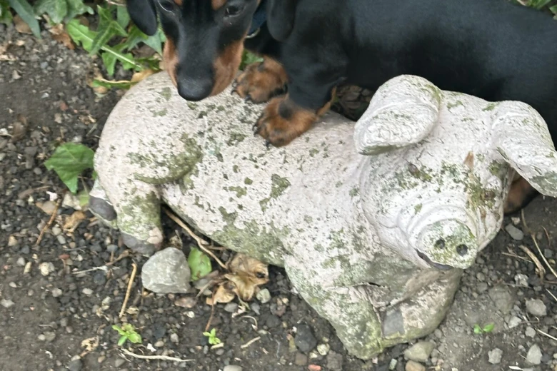 Dachshund (Smooth Haired)