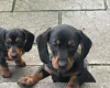 Dachshund (Smooth Haired)