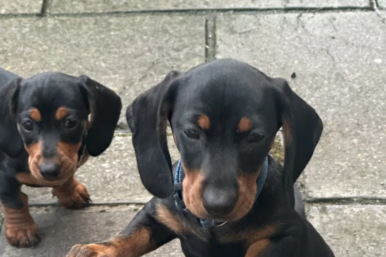 Dachshund (Smooth Haired)