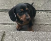 Dachshund (Smooth Haired)