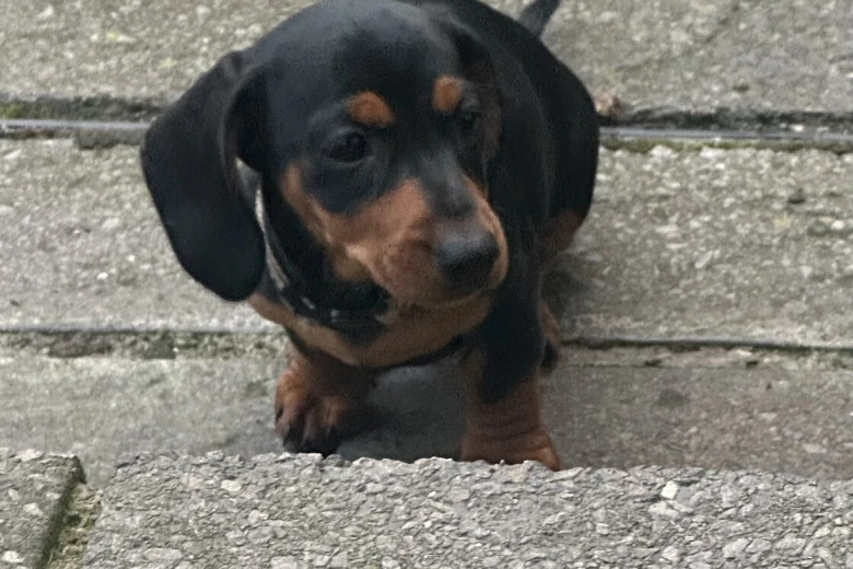 Dachshund (Smooth Haired)