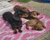Dachshund (Smooth Haired)