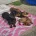 Dachshund (Smooth Haired)