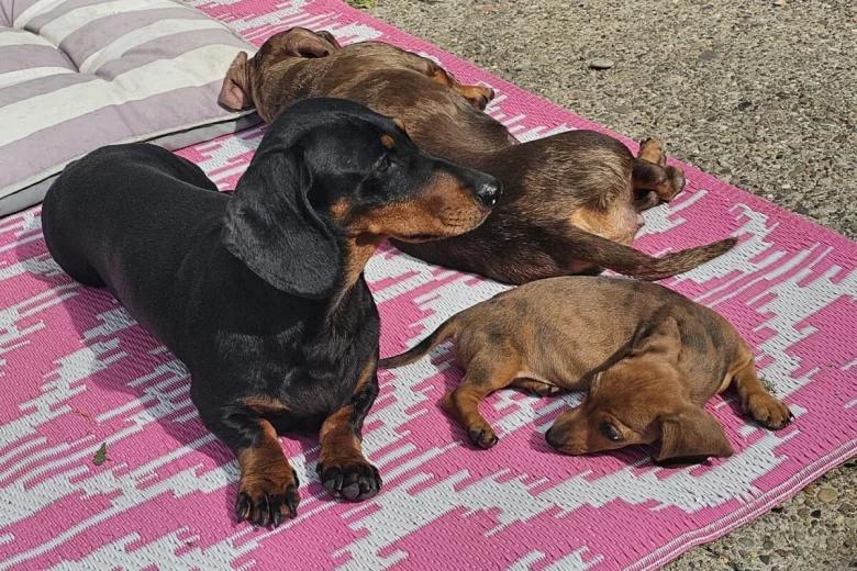 Dachshund (Smooth Haired)