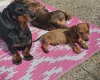 Dachshund (Smooth Haired)