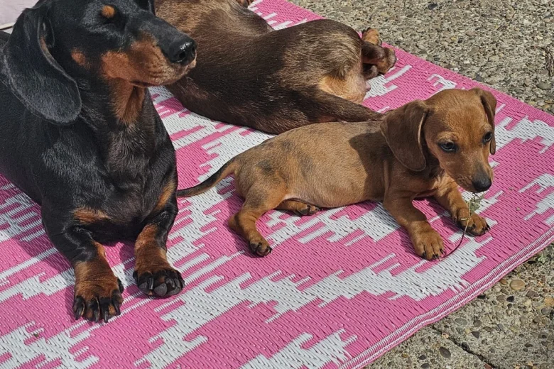 Dachshund (Smooth Haired)