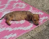 Dachshund (Smooth Haired)