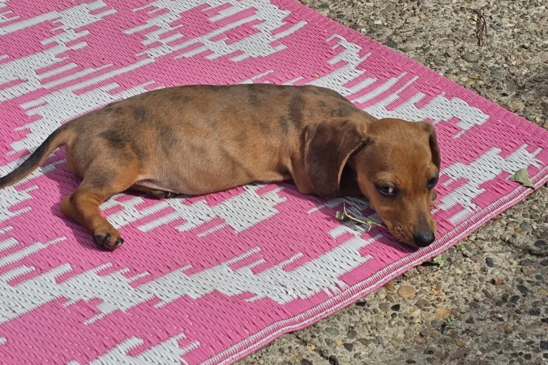 Dachshund (Smooth Haired)
