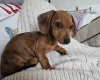 Dachshund (Smooth Haired)