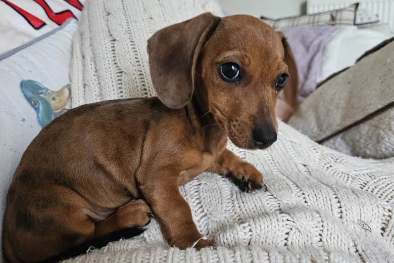 Dachshund (Smooth Haired)