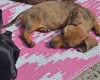 Dachshund (Smooth Haired)