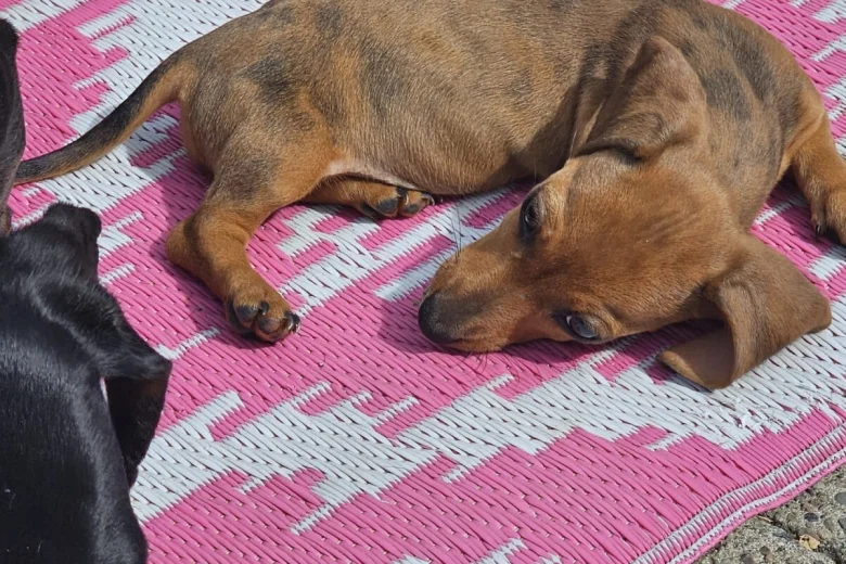 Dachshund (Smooth Haired)