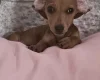 Dachshund (Smooth Haired)