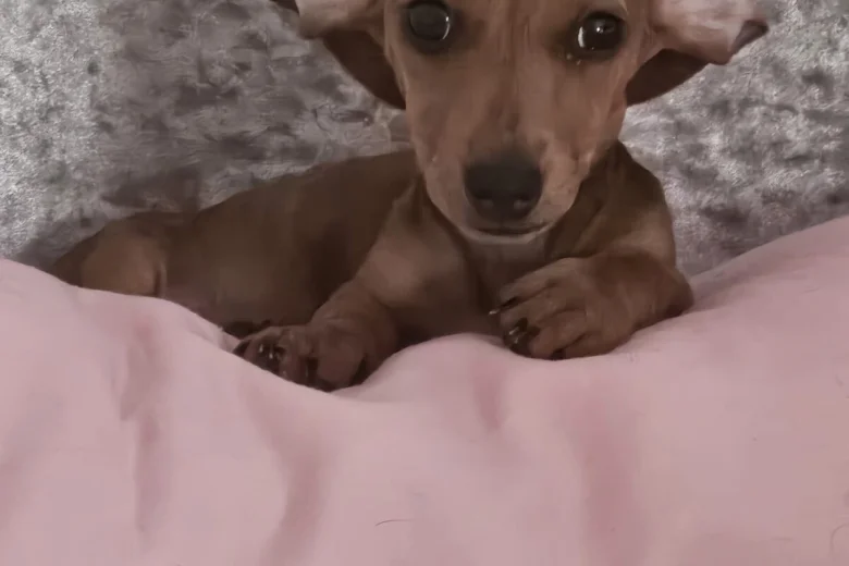 Dachshund (Smooth Haired)